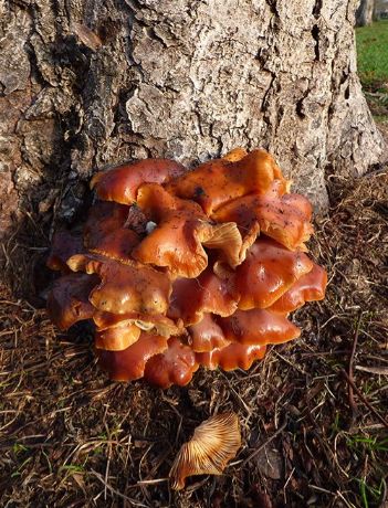 A mature cluster of caps at the base of horse chestnut in Basildon, Essex.